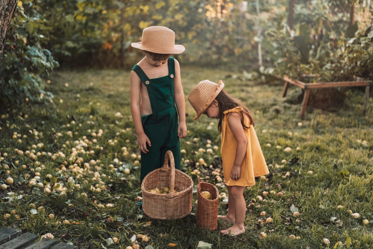 Children in the garden look into baskets with pears