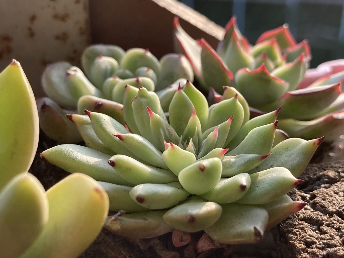 Mini succulents under morning sunshine